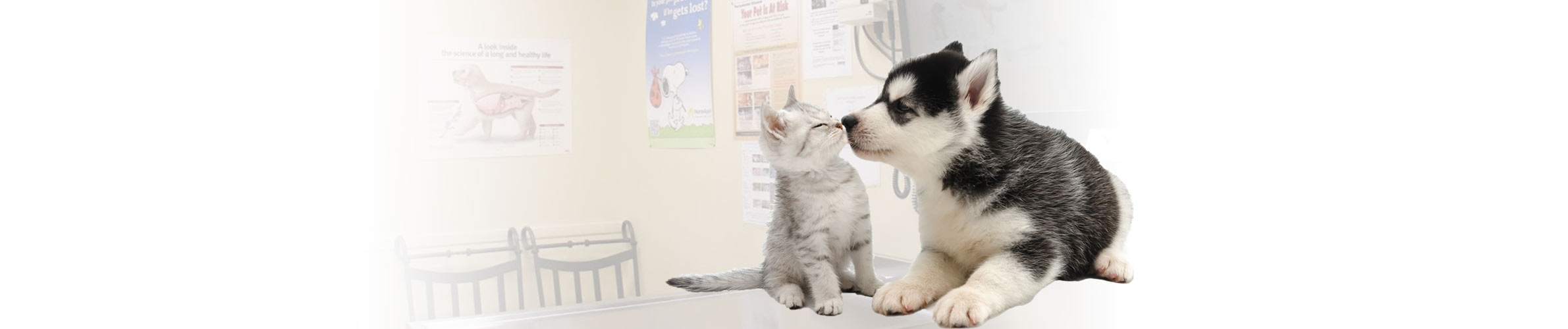 Long Beach Veterinarian